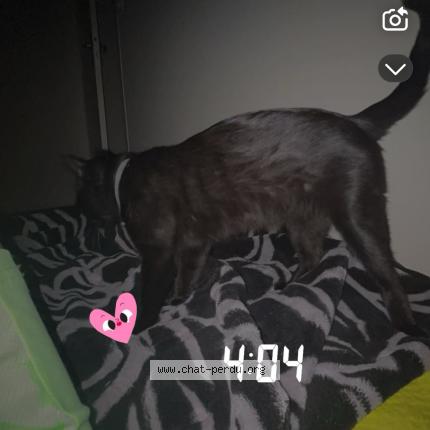 Foto 1/1 Mouloud Chat perdido en Lons le saunier