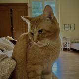 Foto del gato perdido en Longwy