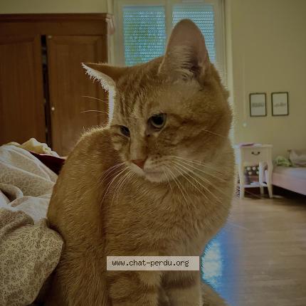 Foto 1/1 Baki Chat perdido en Longwy