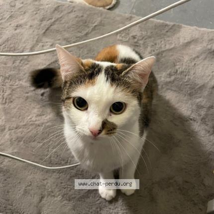 Foto 1/1 Praline Chat perdido en Aubagne