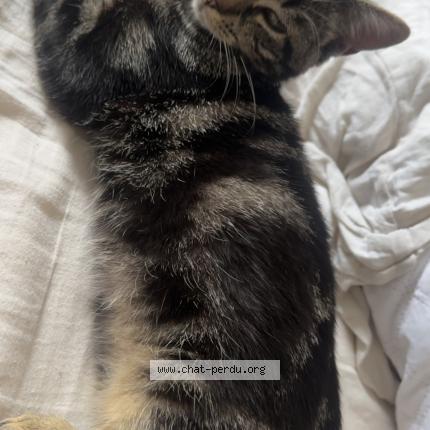 Foto 1/1 jack Chat perdido en Beuvrages