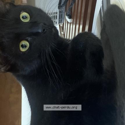 Foto 1/1 yomo Chat perdido en Caen