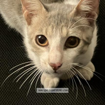 Foto 1/1 Jasper Chat perdido en Piura castilla