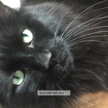 Foto 1/1 Moses Chat perdido en Brossard