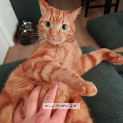 Foto 1/1 Oops Chat perdido en Belloy en france