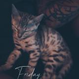 Foto del gato perdido en Eaunes