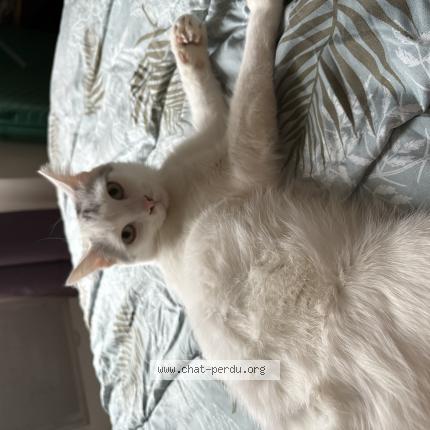 Foto 1/1 Victor Chat perdido en Limoges