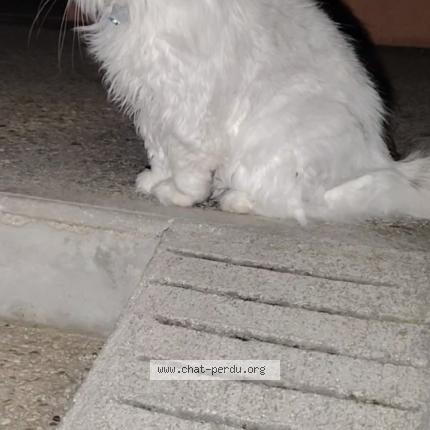 Foto 1/1 Gato encontrado Encontrado en Vulaines sur seine