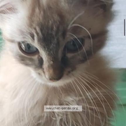 Foto 1/1 Pouille Chat perdido en Villeneuve sur lot