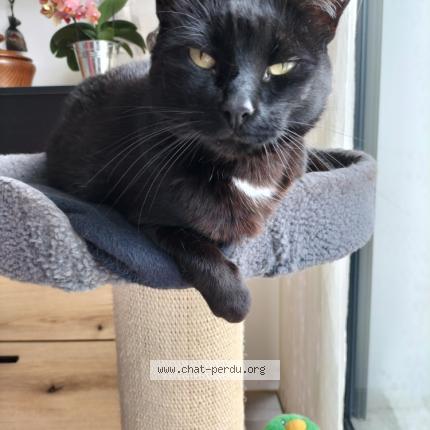 Foto 1/1 LILOU Chat perdido en Royan