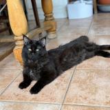 Foto del gato perdido en Saint Medard D Eyrans