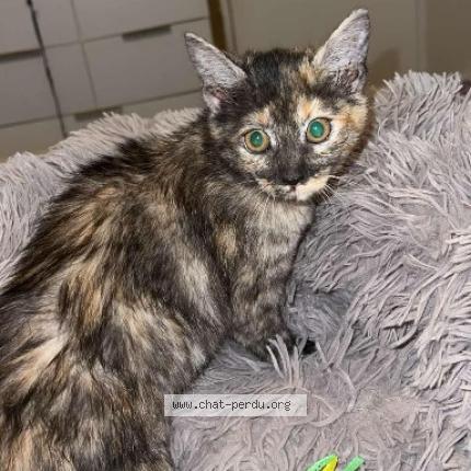 Foto 1/1 Raya Chat perdido en Saint brieuc