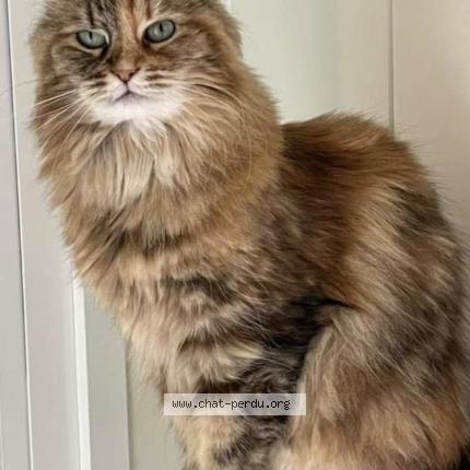 Foto 1/1 Opale Chat perdido en Saint didier