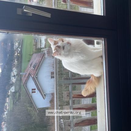 Foto 1/1 Ulysse Chat perdido en Villers le lac