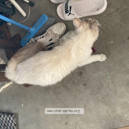 Foto 1/1 Gato encontrado Encontrado en Orvault