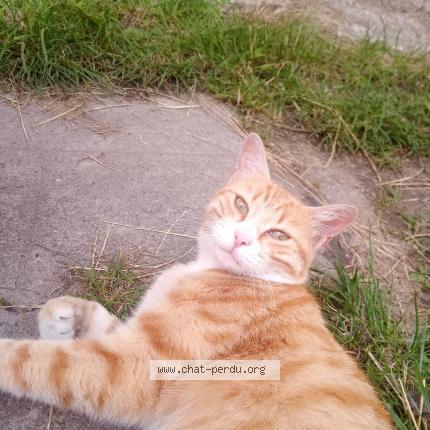 Foto 1/1 Canelle Chat perdido en Dommartin les toul