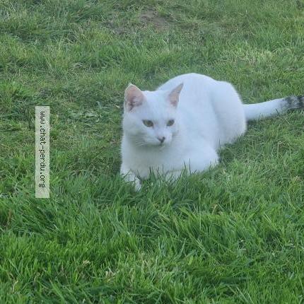 Foto 2/3 Casper Chat perdido en Caumont sur aure