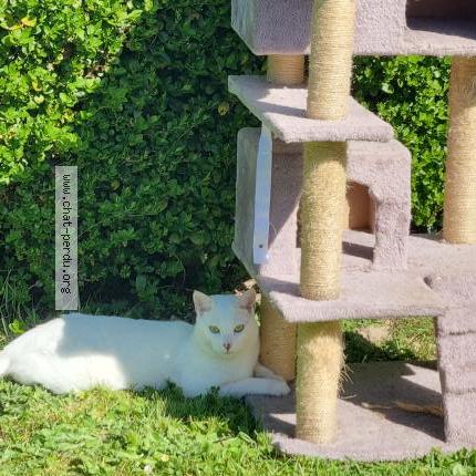 Foto 3/3 Casper Chat perdido en Caumont sur aure