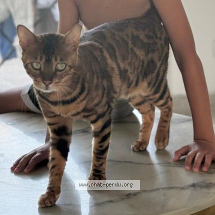 Foto 1/2 Mani Chat perdido en Reignier