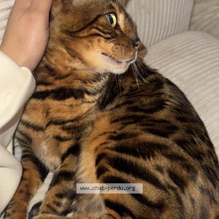 Foto 2/2 Mani Chat perdido en Reignier