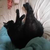 Foto del gato perdido en Donnezac