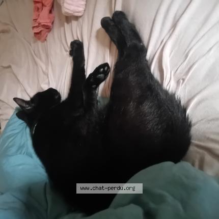 Foto 1/1 Racaille Chat perdido en Donnezac