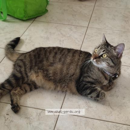 Foto 1/1 Gato encontrado Perdido en La rochelle