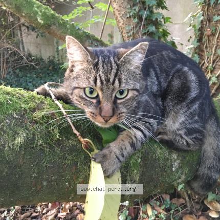 Foto 1/1 Gatou Chat perdido en Ervillers