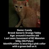 Foto del gato perdido en Bengaluru