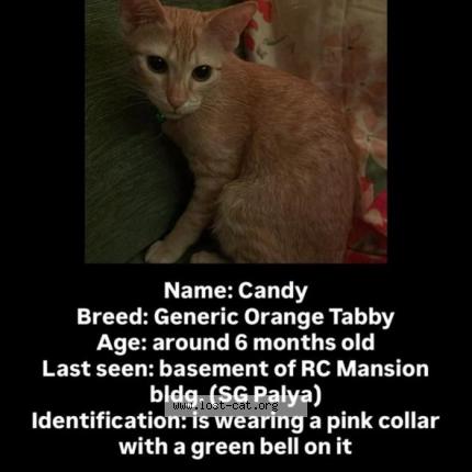 Foto 1/1 Candy Chat perdido en Bengaluru