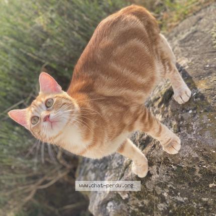 Foto 1/1 Youyou Chat perdido en Hadol