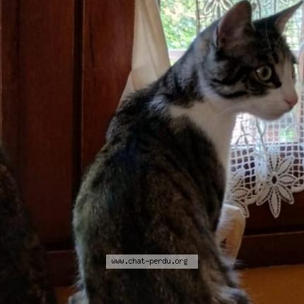 Foto 1/1 Fidji Chat perdido en St jean d arvey