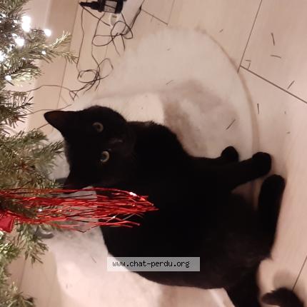 Foto 1/1 Koumba Chat perdido en Peltre