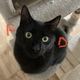 Foto del gato perdido en Ensisheim