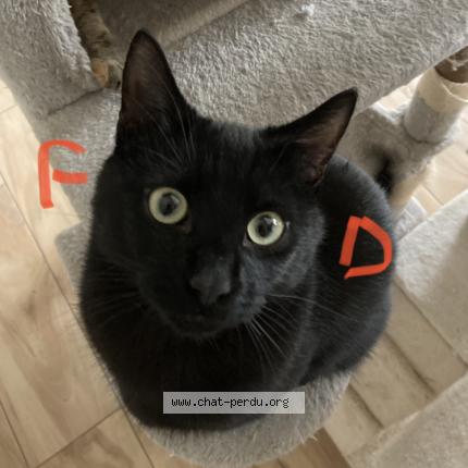 Foto 1/1 ODIN Chat perdido en Ensisheim