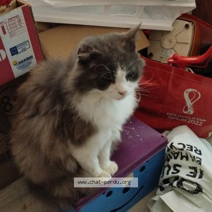 Foto 1/1 Pacha Chat perdido en Sollies pont