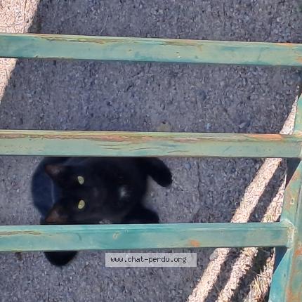 Foto 1/1 Gato encontrado Encontrado en Villeurbanne