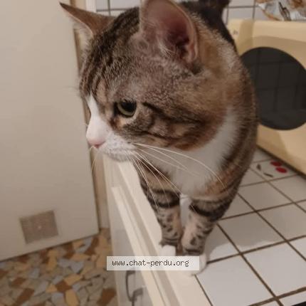 Foto 1/1 Titi Chat perdido en Albi