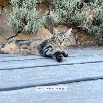 Foto 1/1 Zazou Chat perdido en Vallauris