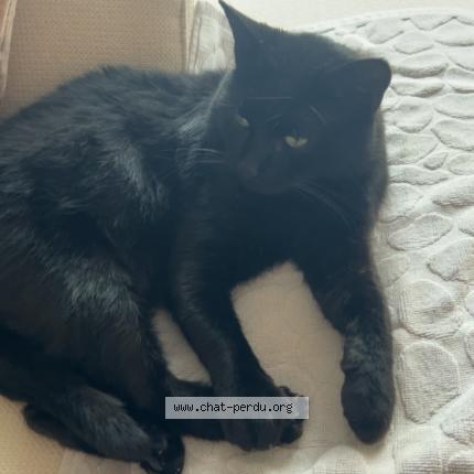 Foto 1/1 cha cha Chat perdido en Montpellier