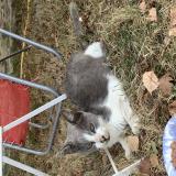 Foto de gato encontrado en Saint Mathurin Sur Loire