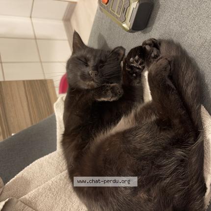 Foto 1/1 Tés Chat perdido en Le suze sur sarthe