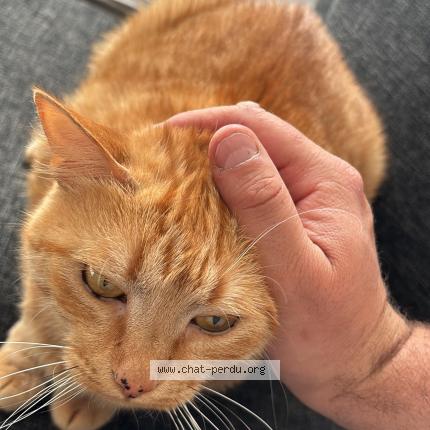 Foto 1/1 Kara Chat perdido en Martigues