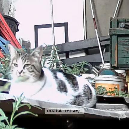 Foto 1/1 Gato encontrado Perdido en Issy les moulineaux