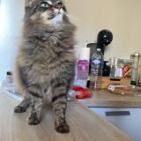 Foto del gato perdido en Vaucourtois