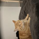 Foto del gato perdido en Saint Genies