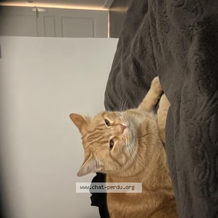 Foto 1/1 Roudoudou Chat perdido en Saint genies