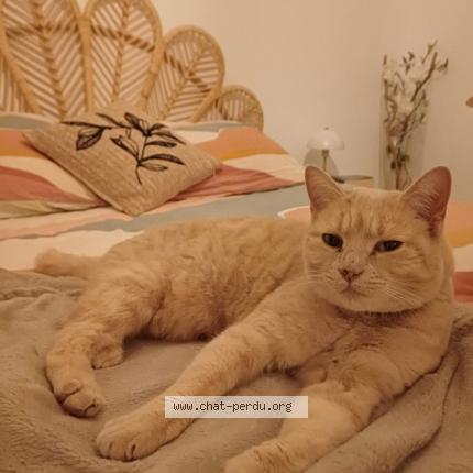 Foto 1/1 Pastelle Chat perdido en Ollioules