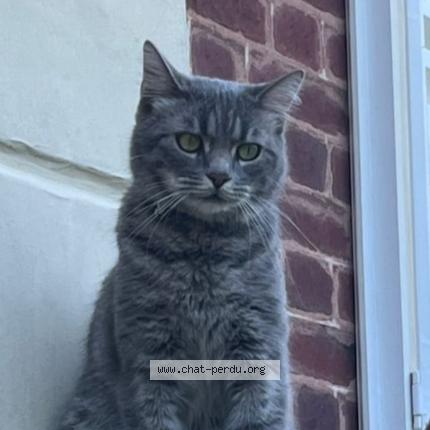 Foto 1/1 Twist Chat perdido en Bessancourt