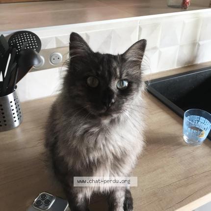 Foto 1/1 Scratchy Chat perdido en Mouguerre